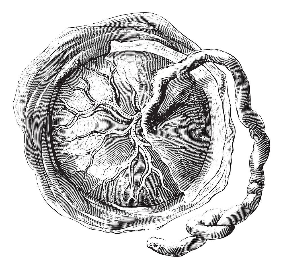 Plazenta – der innere Lebensbaum